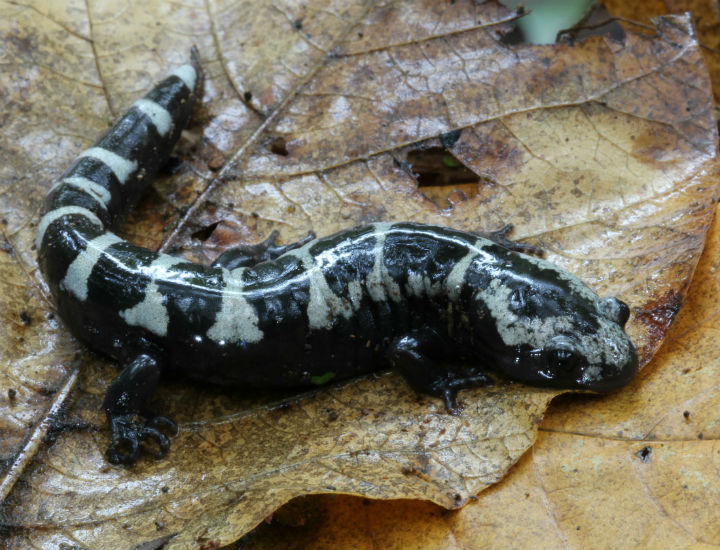 Marbled Salamander